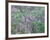 Wild Wisteria-null-Framed Photographic Print