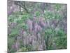 Wild Wisteria-null-Mounted Photographic Print