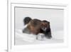 Wild Wolverine walking in snow, Finland-Markus Varesvuo-Framed Photographic Print