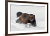 Wild Wolverine walking in snow, Finland-Markus Varesvuo-Framed Photographic Print