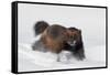 Wild Wolverine walking in snow, Finland-Markus Varesvuo-Framed Stretched Canvas