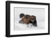 Wild Wolverine walking in snow, Finland-Markus Varesvuo-Framed Photographic Print