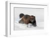 Wild Wolverine walking in snow, Finland-Markus Varesvuo-Framed Photographic Print