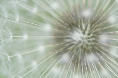 Dandelion Wish-Wild Wonders of Europe-Giclee Print