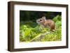 Wild Wood Mouse Resting on the Root of a Tree on the Forest Floor with Lush Green Vegetation-Rudmer Zwerver-Framed Photographic Print