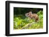 Wild Wood Mouse Resting on the Root of a Tree on the Forest Floor with Lush Green Vegetation-Rudmer Zwerver-Framed Photographic Print