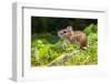 Wild Wood Mouse Resting on the Root of a Tree on the Forest Floor with Lush Green Vegetation-Rudmer Zwerver-Framed Photographic Print