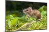 Wild Wood Mouse Resting on the Root of a Tree on the Forest Floor with Lush Green Vegetation-Rudmer Zwerver-Mounted Photographic Print