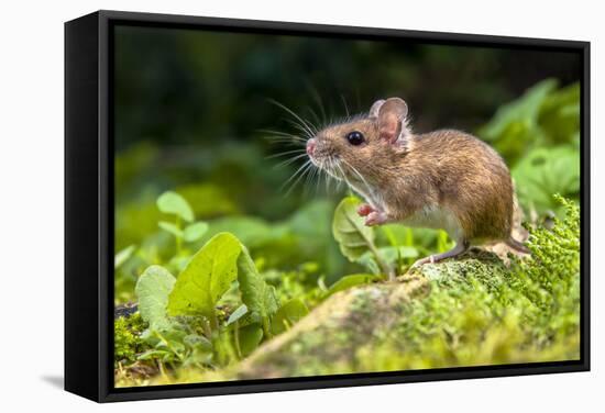 Wild Wood Mouse Resting on the Root of a Tree on the Forest Floor with Lush Green Vegetation-Rudmer Zwerver-Framed Stretched Canvas