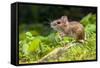 Wild Wood Mouse Resting on the Root of a Tree on the Forest Floor with Lush Green Vegetation-Rudmer Zwerver-Framed Stretched Canvas