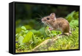 Wild Wood Mouse Resting on the Root of a Tree on the Forest Floor with Lush Green Vegetation-Rudmer Zwerver-Framed Stretched Canvas