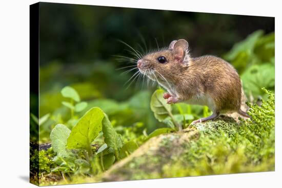 Wild Wood Mouse Resting on the Root of a Tree on the Forest Floor with Lush Green Vegetation-Rudmer Zwerver-Stretched Canvas