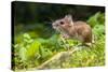Wild Wood Mouse Resting on the Root of a Tree on the Forest Floor with Lush Green Vegetation-Rudmer Zwerver-Stretched Canvas