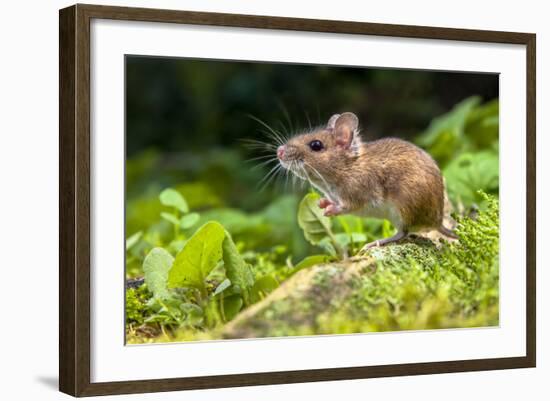 Wild Wood Mouse Resting on the Root of a Tree on the Forest Floor with Lush Green Vegetation-Rudmer Zwerver-Framed Photographic Print