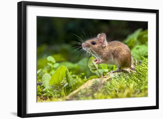 Wild Wood Mouse Resting on the Root of a Tree on the Forest Floor with Lush Green Vegetation-Rudmer Zwerver-Framed Photographic Print