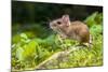 Wild Wood Mouse Resting on the Root of a Tree on the Forest Floor with Lush Green Vegetation-Rudmer Zwerver-Mounted Photographic Print