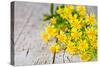 Wild Yellow Flowers Closeup on Rustic Wooden Background-Marylooo-Stretched Canvas