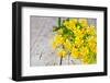 Wild Yellow Flowers Closeup on Rustic Wooden Background-Marylooo-Framed Photographic Print