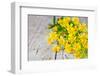 Wild Yellow Flowers Closeup on Rustic Wooden Background-Marylooo-Framed Photographic Print