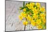 Wild Yellow Flowers Closeup on Rustic Wooden Background-Marylooo-Mounted Photographic Print