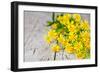 Wild Yellow Flowers Closeup on Rustic Wooden Background-Marylooo-Framed Photographic Print