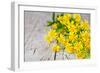 Wild Yellow Flowers Closeup on Rustic Wooden Background-Marylooo-Framed Photographic Print