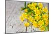 Wild Yellow Flowers Closeup on Rustic Wooden Background-Marylooo-Mounted Photographic Print