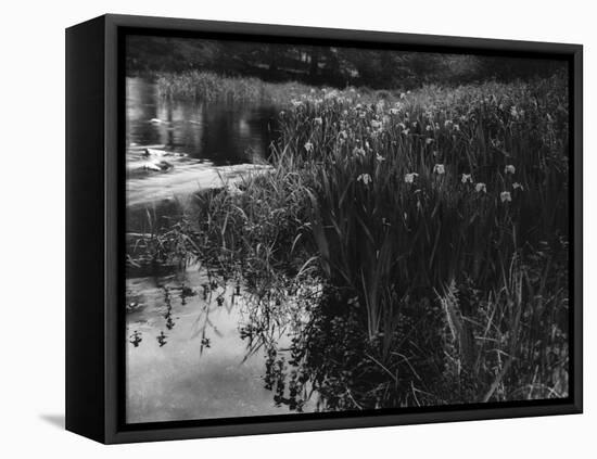 Wild Yellow Iris-null-Framed Stretched Canvas