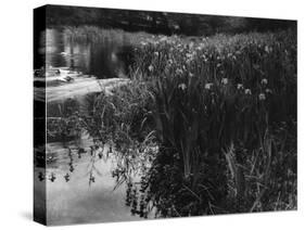 Wild Yellow Iris-null-Stretched Canvas