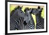 Wild Zebra Socialising-Africa-null-Framed Premium Giclee Print