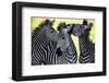 Wild Zebra Socialising-Africa-null-Framed Art Print