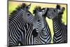 Wild Zebra Socialising-Africa-null-Mounted Art Print
