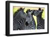 Wild Zebra Socialising-Africa-null-Framed Art Print