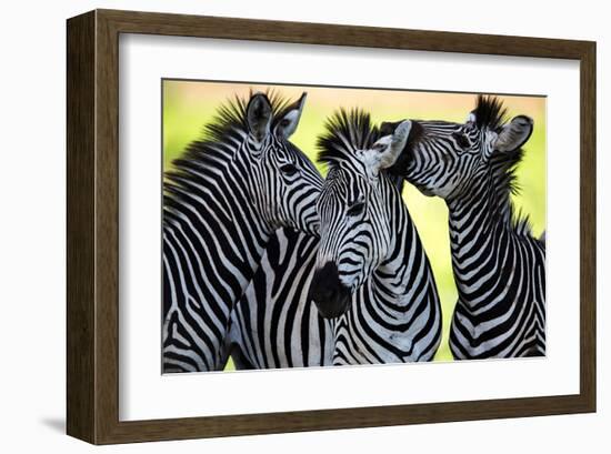 Wild Zebra Socialising-Africa-null-Framed Art Print