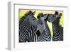 Wild Zebra Socialising-Africa-null-Framed Art Print
