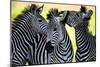 Wild Zebra Socialising-Africa-null-Mounted Art Print