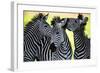 Wild Zebra Socialising-Africa-null-Framed Art Print