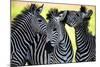 Wild Zebra Socialising-Africa-null-Mounted Art Print