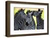 Wild Zebra Socialising in Africa-Jamen Percy-Framed Photographic Print