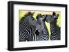 Wild Zebra Socialising in Africa-Jamen Percy-Framed Photographic Print