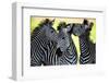 Wild Zebra Socialising in Africa-Jamen Percy-Framed Photographic Print