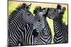 Wild Zebra Socialising in Africa-Jamen Percy-Mounted Photographic Print