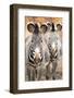 Wild Zebra-prochasson-Framed Photographic Print