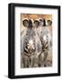 Wild Zebra-prochasson-Framed Photographic Print