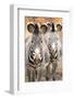 Wild Zebra-prochasson-Framed Photographic Print