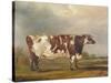 Wildair, an Eight-Year-Old Heifer in a River Landscape, 1827-Thomas Weaver-Stretched Canvas