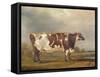 Wildair, an Eight-Year-Old Heifer in a River Landscape, 1827-Thomas Weaver-Framed Stretched Canvas