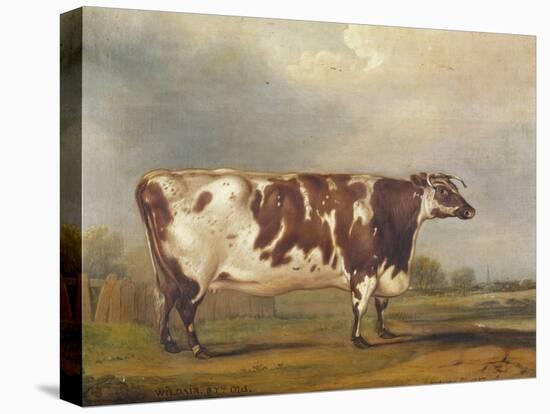 Wildair, an Eight-Year-Old Heifer in a River Landscape, 1827-Thomas Weaver-Stretched Canvas