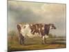 Wildair' an Eight-Year-Old Heifer in a River Landscape, 1827-Thomas Weaver-Mounted Giclee Print