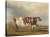 Wildair' an Eight-Year-Old Heifer in a River Landscape, 1827-Thomas Weaver-Stretched Canvas